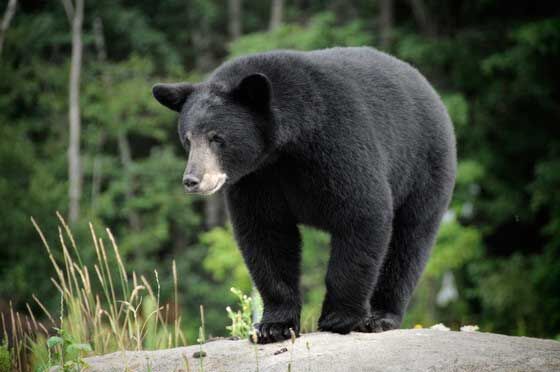 Black Bear Permits